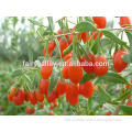 Growing Best Goji Berry Seeds Goji Berries Seeds Wolfberry Seeds For Planting